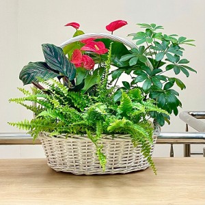 Корзина с антуриумом и нефролеписом