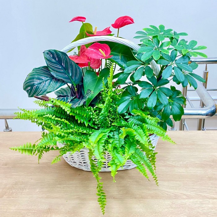 Корзина с антуриумом и нефролеписом
