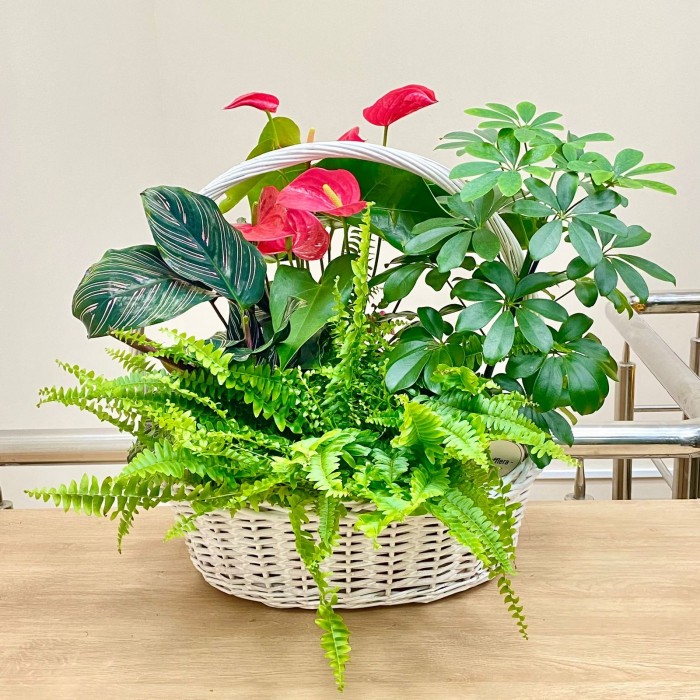 Корзина с антуриумом и нефролеписом