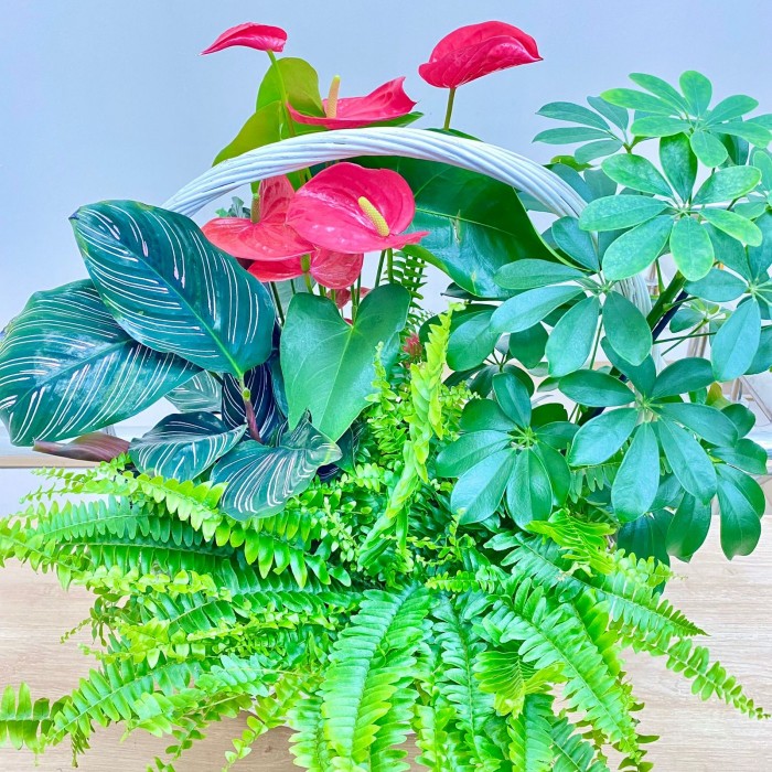 Корзина с антуриумом и нефролеписом