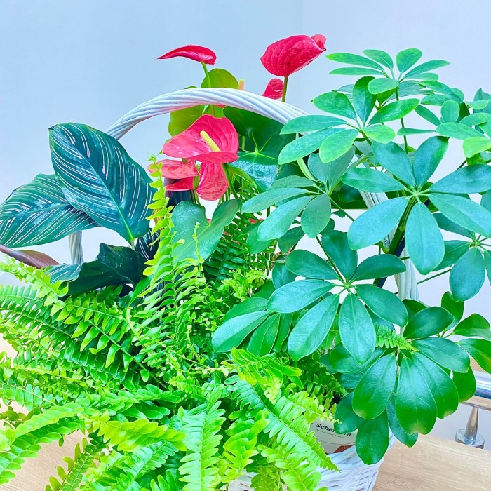 Корзина с антуриумом и нефролеписом