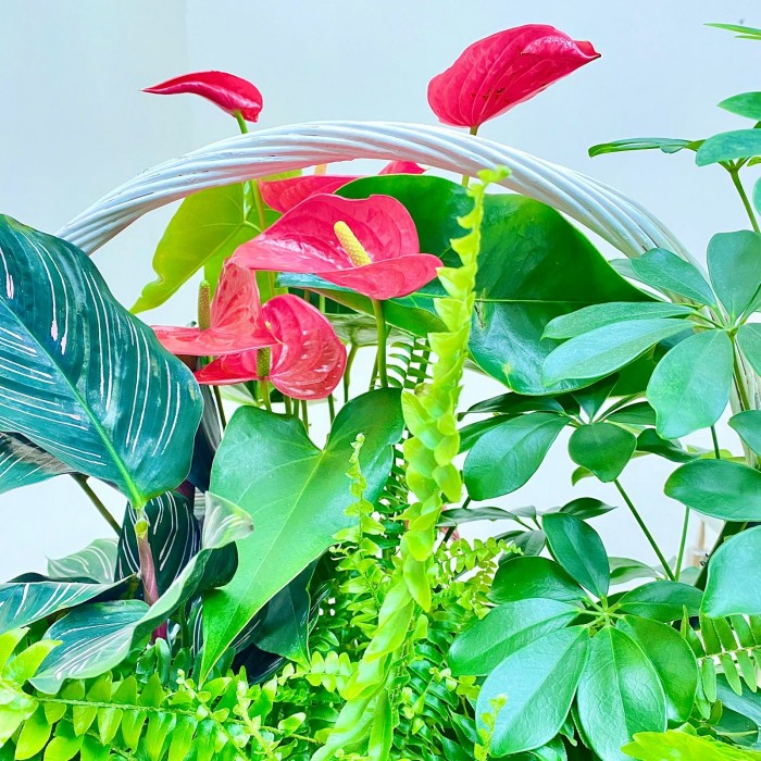 Корзина с антуриумом и нефролеписом