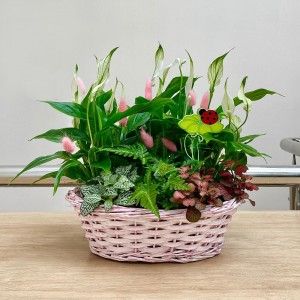 Корзина с фиттонией