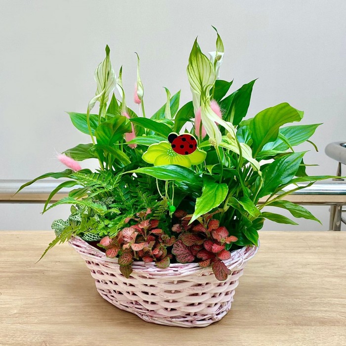 Корзина с фиттонией