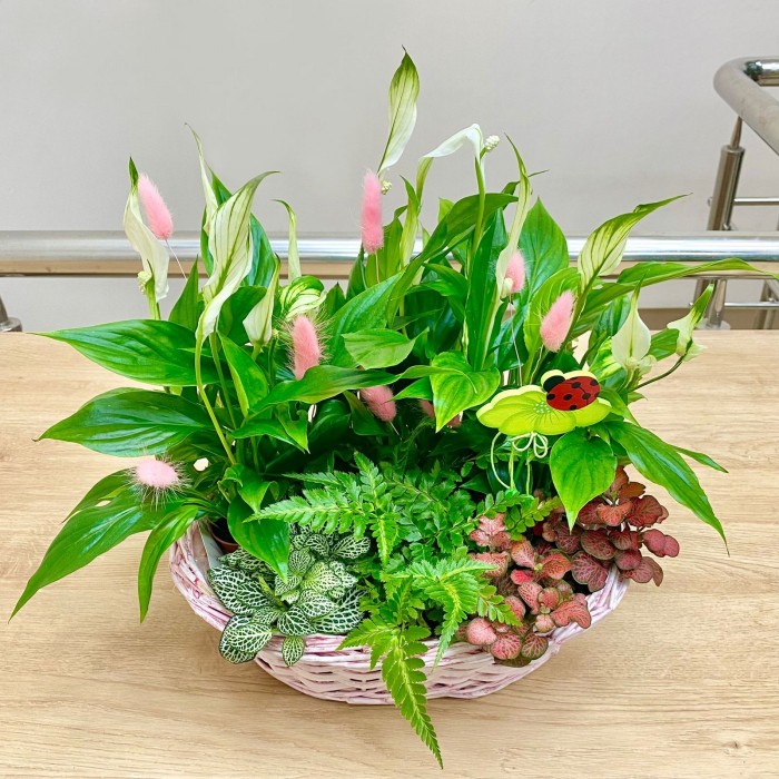 Корзина с фиттонией