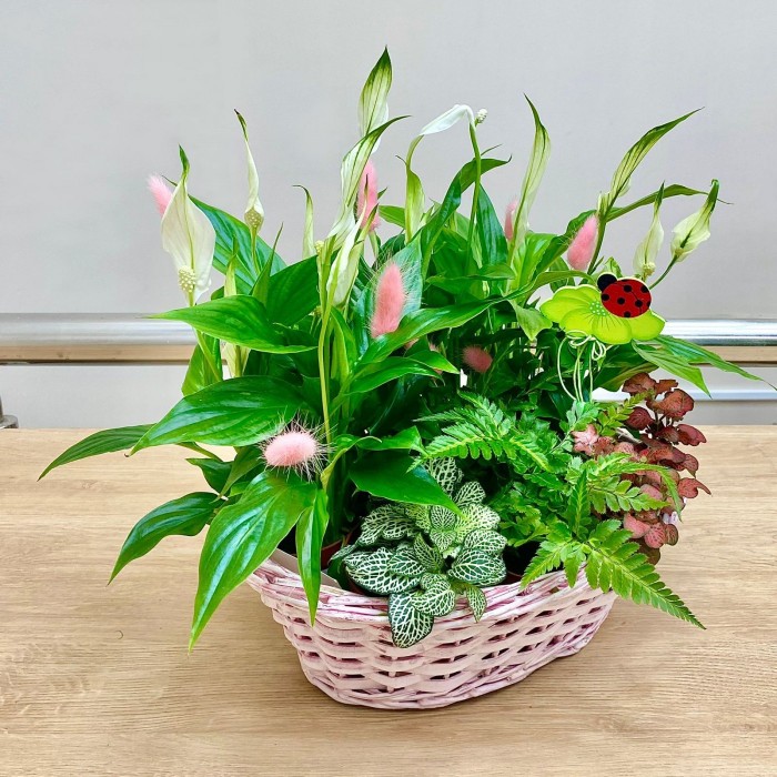 Корзина с фиттонией