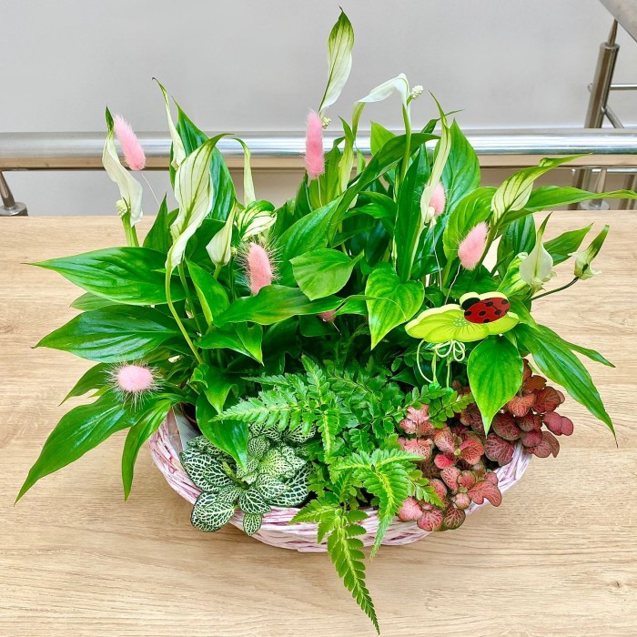 Корзина с фиттонией