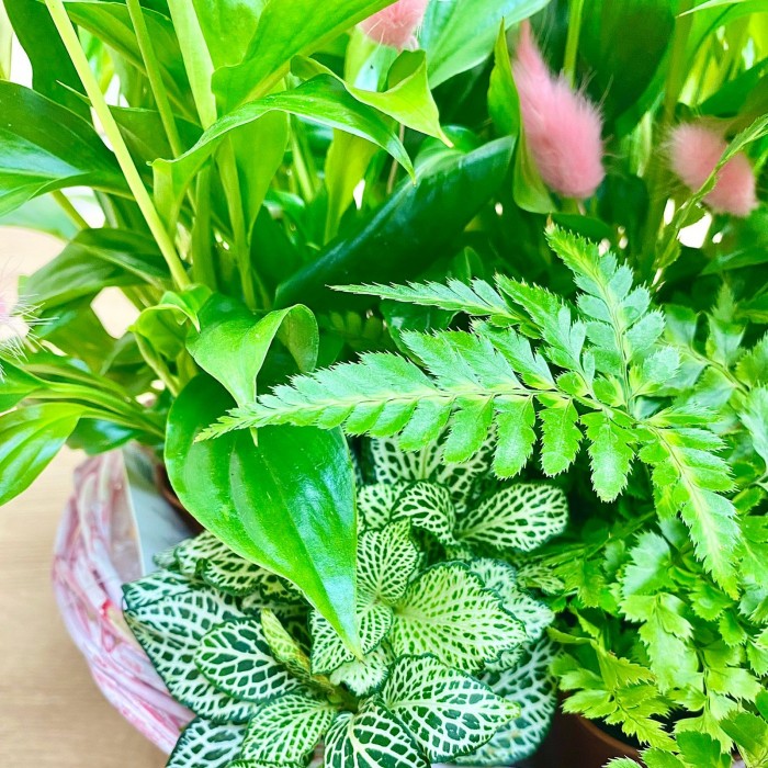 Корзина с фиттонией