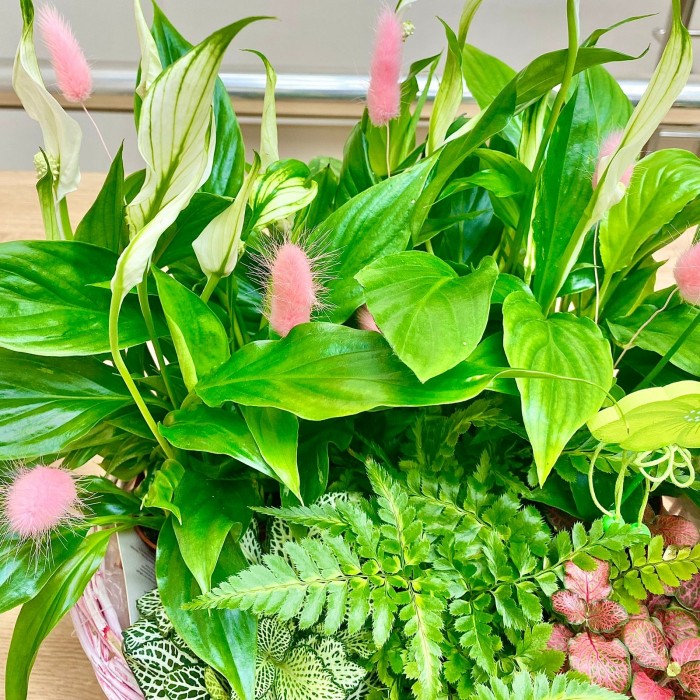 Корзина с фиттонией