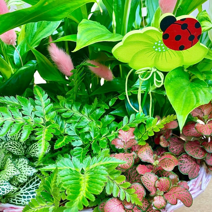 Корзина с фиттонией