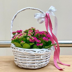 Корзина с каланхоэ