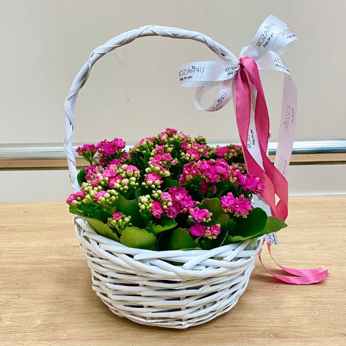 Корзина с каланхоэ