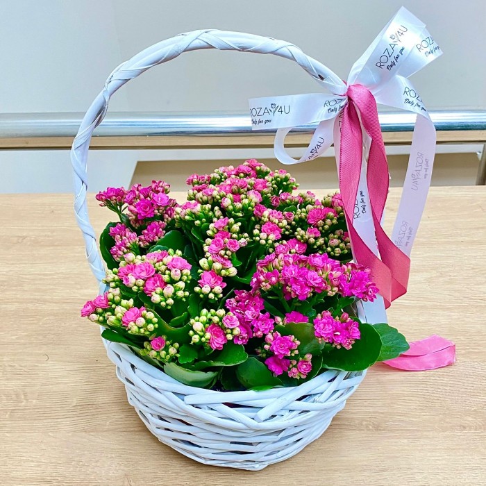 Корзина с каланхоэ