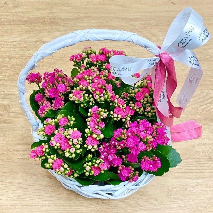 Корзина с каланхоэ