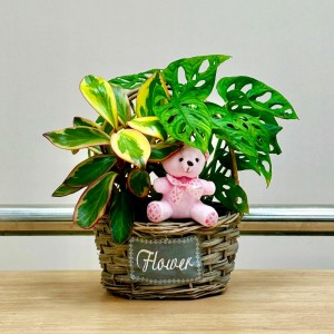 Корзина с пеперомией и розовым мишкой