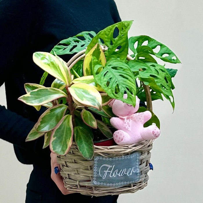 Корзина с пеперомией и розовым мишкой