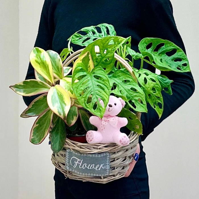 Корзина с пеперомией и розовым мишкой