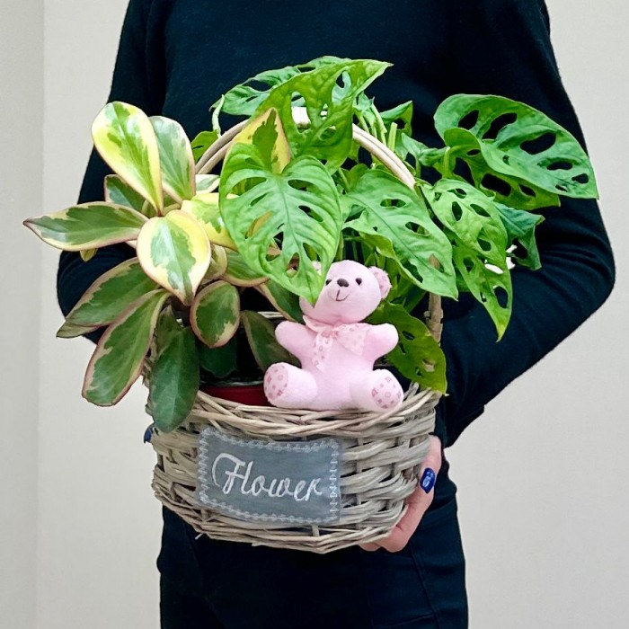 Корзина с пеперомией и розовым мишкой