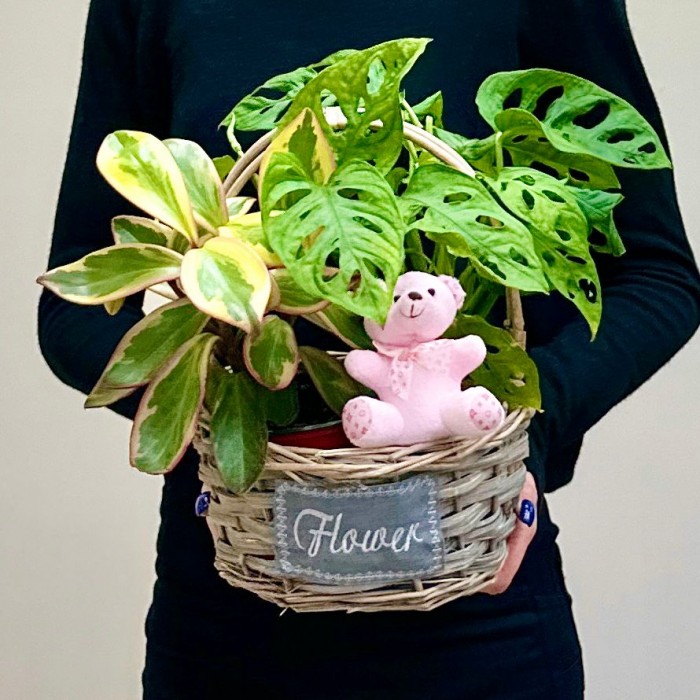 Корзина с пеперомией и розовым мишкой