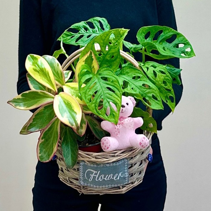 Корзина с пеперомией и розовым мишкой