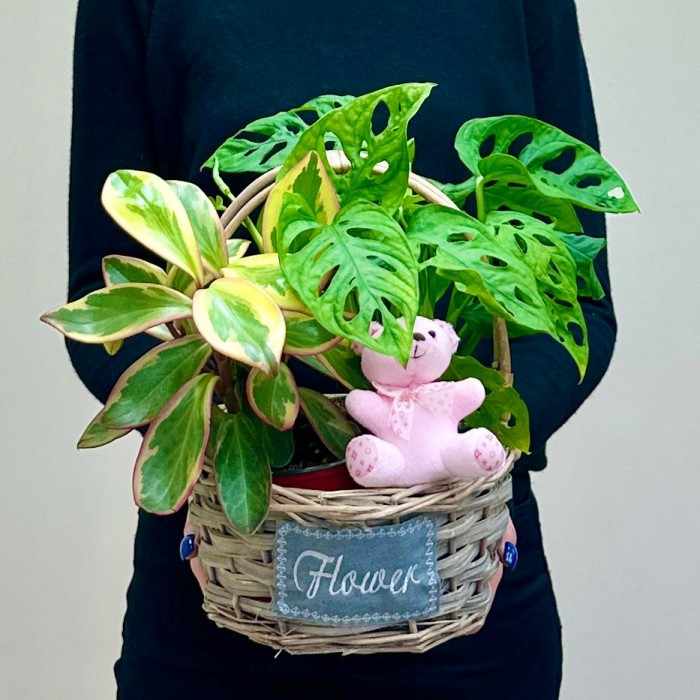 Корзина с пеперомией и розовым мишкой