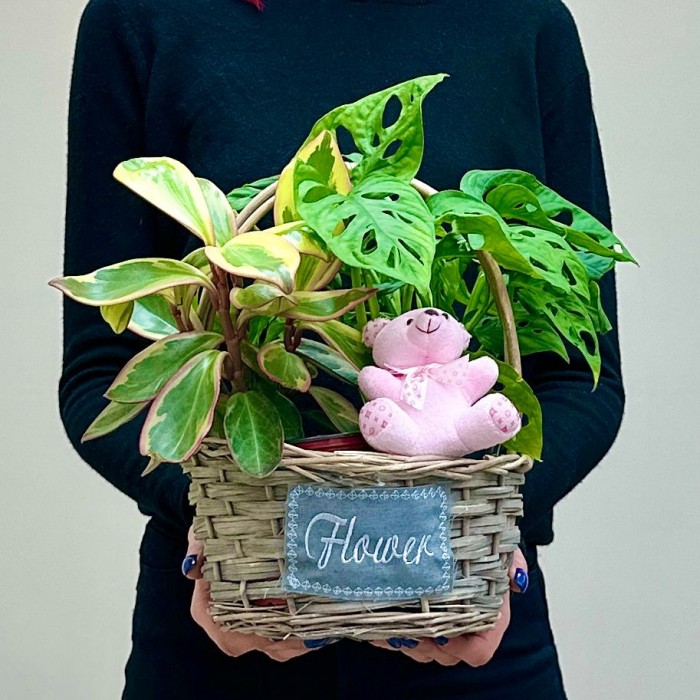 Корзина с пеперомией и розовым мишкой