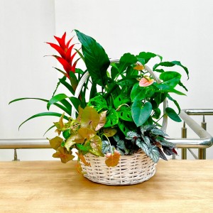 Корзина с сингониумом