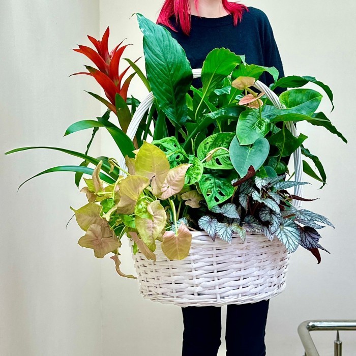 Корзина с сингониумом