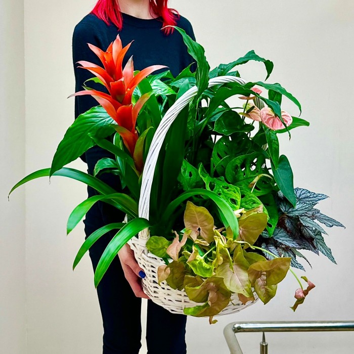 Корзина с сингониумом