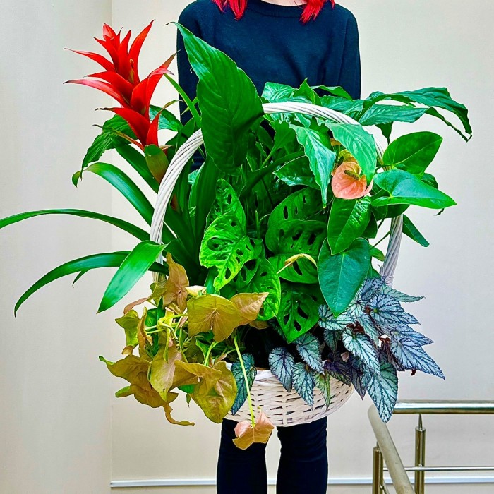 Корзина с сингониумом