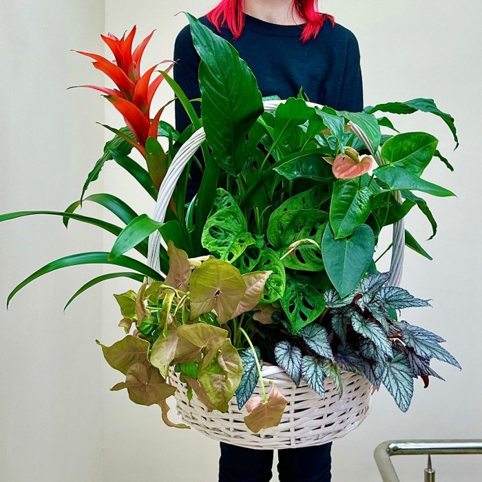 Корзина с сингониумом