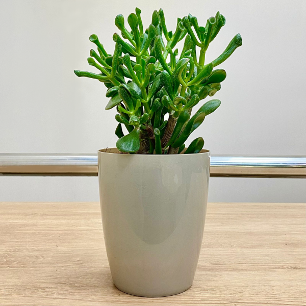 Крассула Хоббит