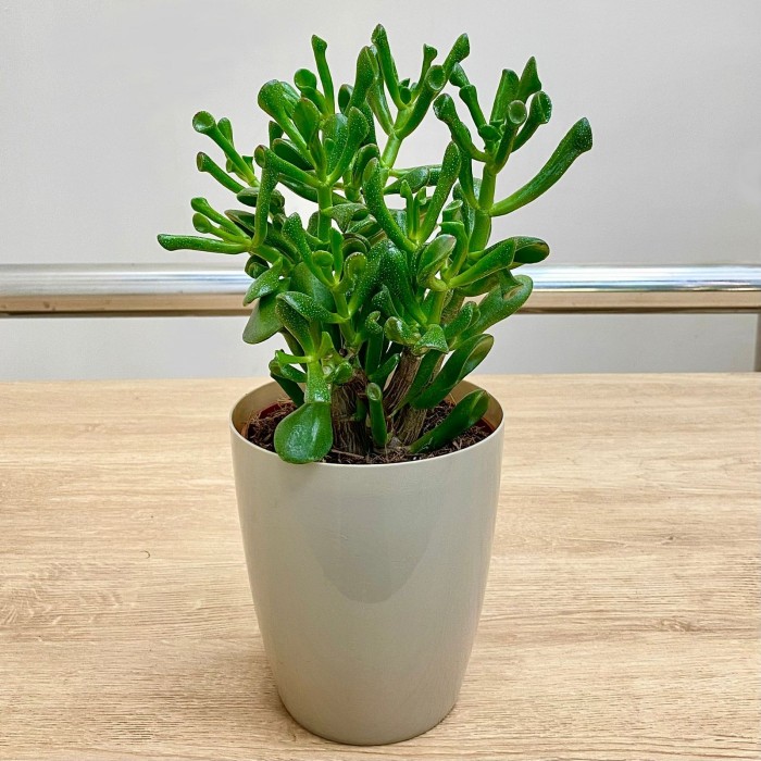 Крассула Хоббит