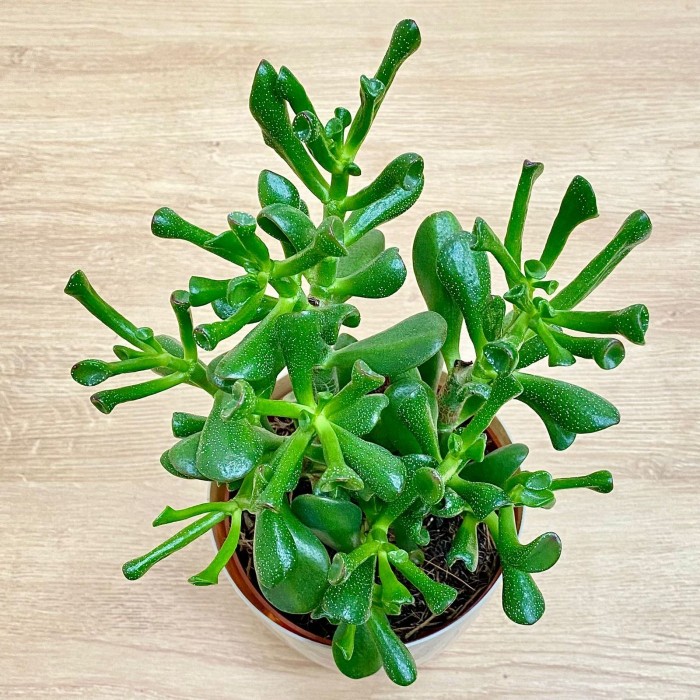 Крассула Хоббит