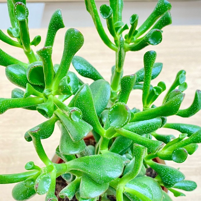 Крассула Хоббит