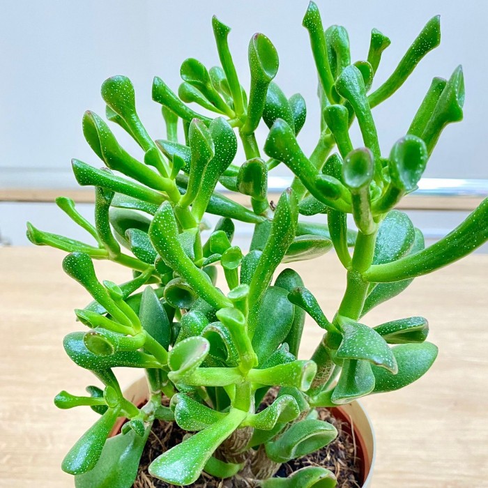 Крассула Хоббит