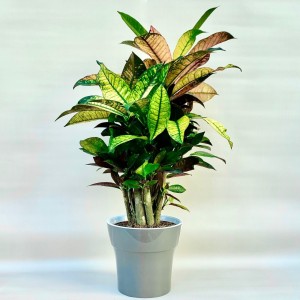 Кротон Миссис Айстон