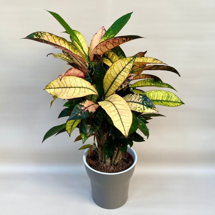 Кротон Миссис Айстон