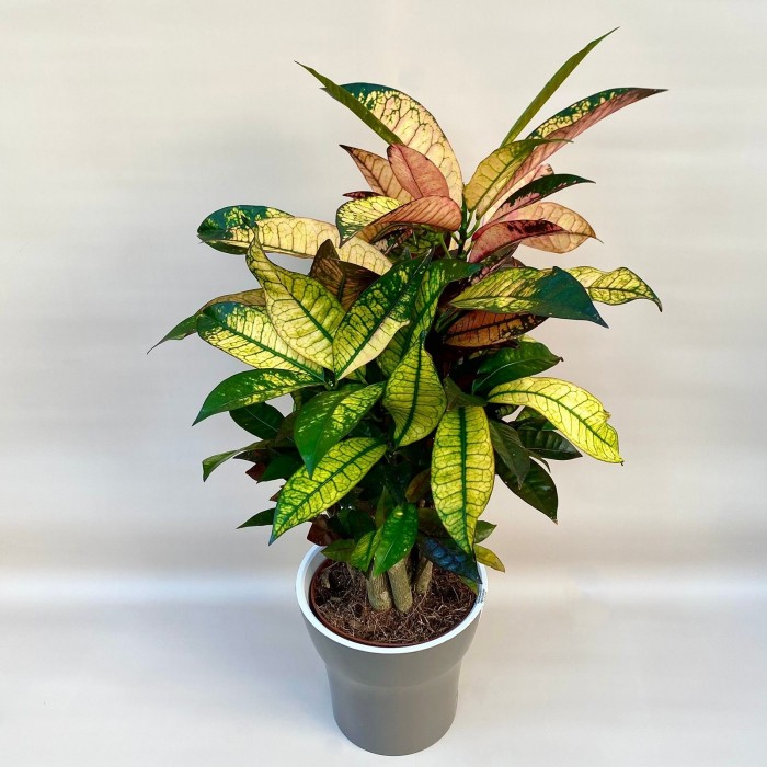 Кротон Миссис Айстон