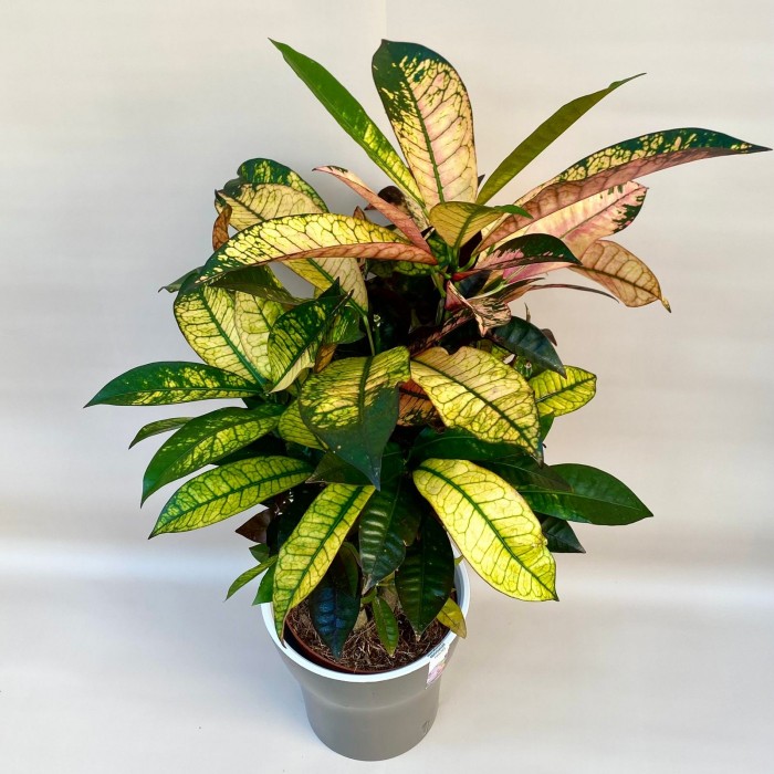 Кротон Миссис Айстон