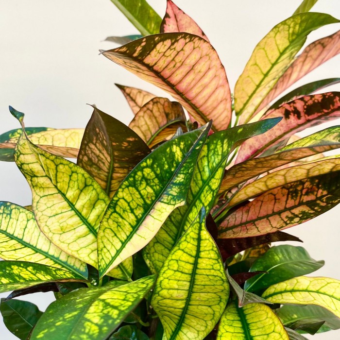 Кротон Миссис Айстон