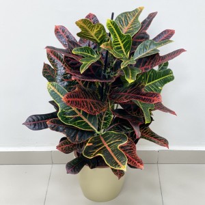 Кротон экселент