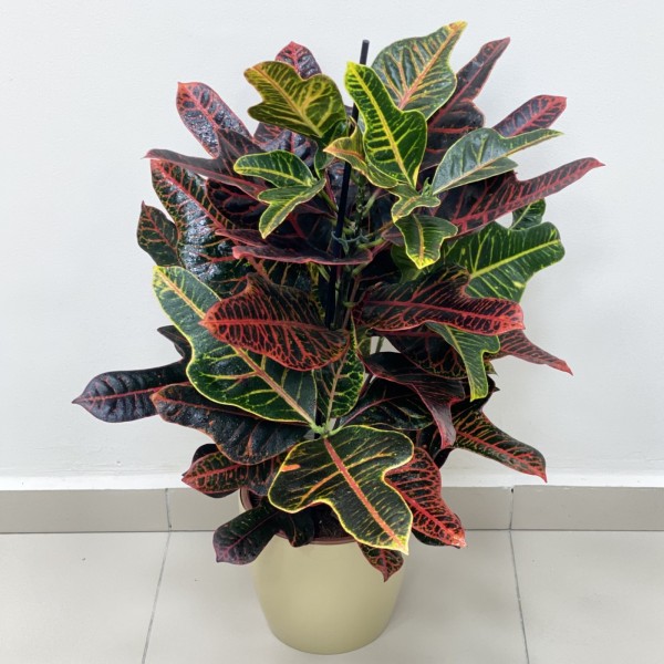 Кротон экселент