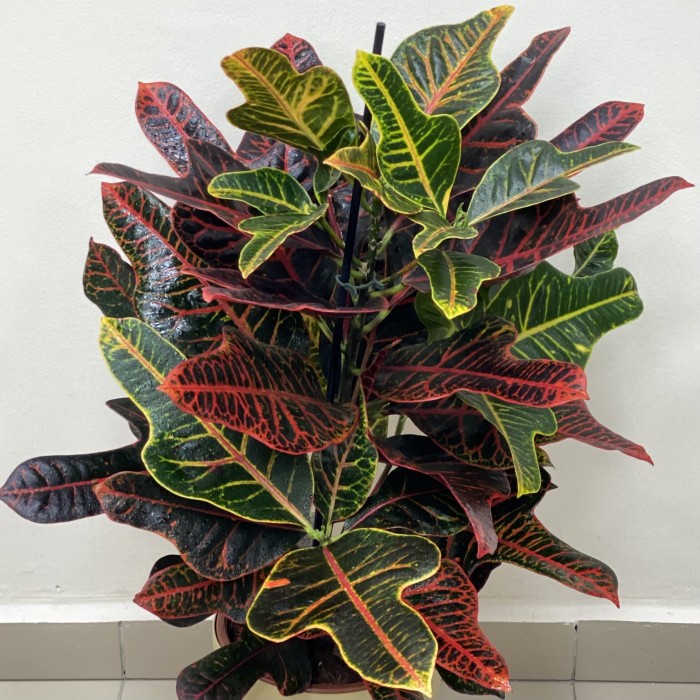 Кротон экселент