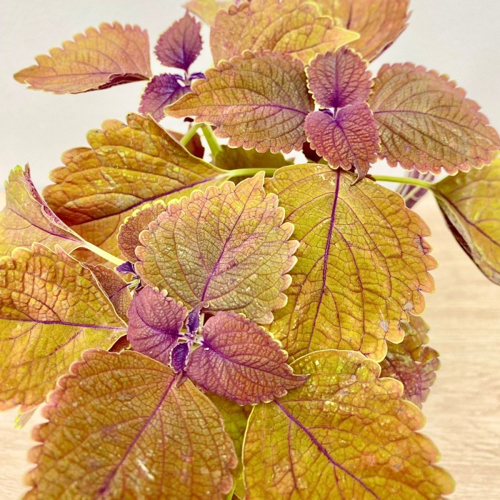 Колеус Keystone Kopper