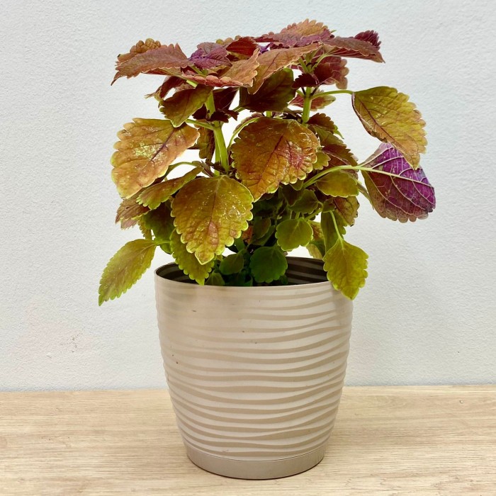 Колеус Keystone Kopper