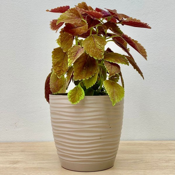 Колеус Keystone Kopper