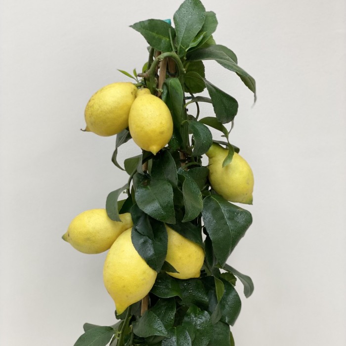 Лимон цитрус