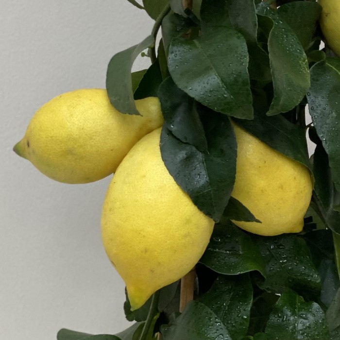 Лимон цитрус
