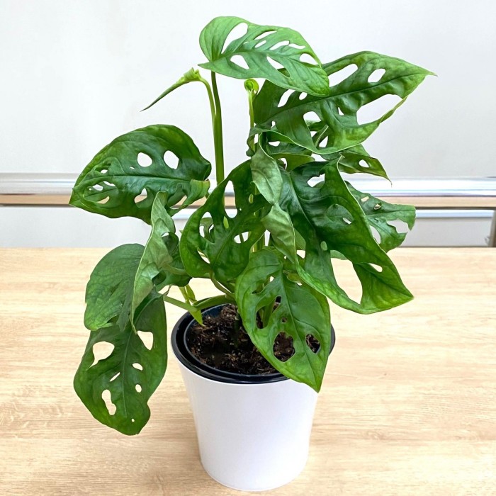 Монстера Обликва Манки